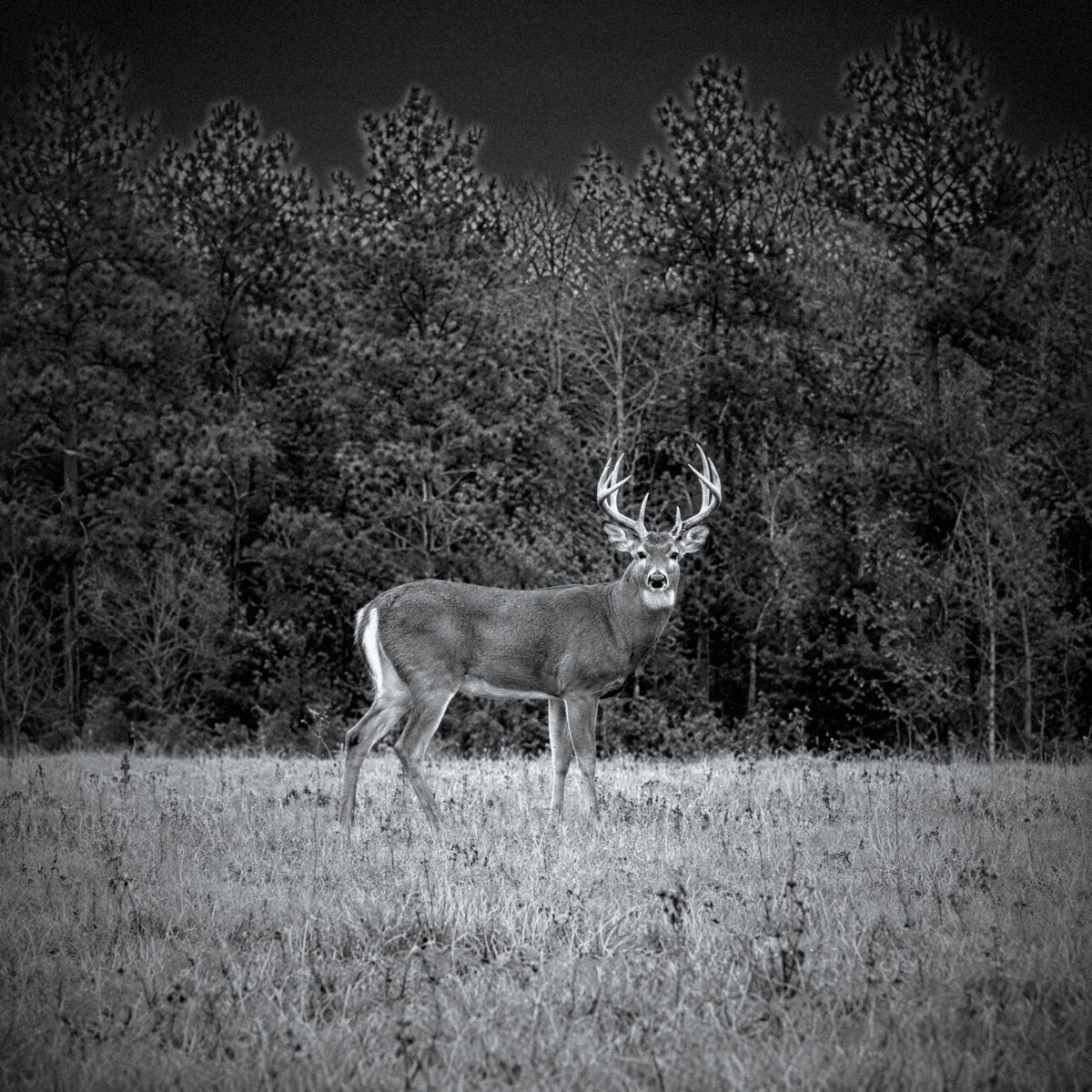 Same field at night through Intenzy V6 PRO infrared night vision, deer clearly visible