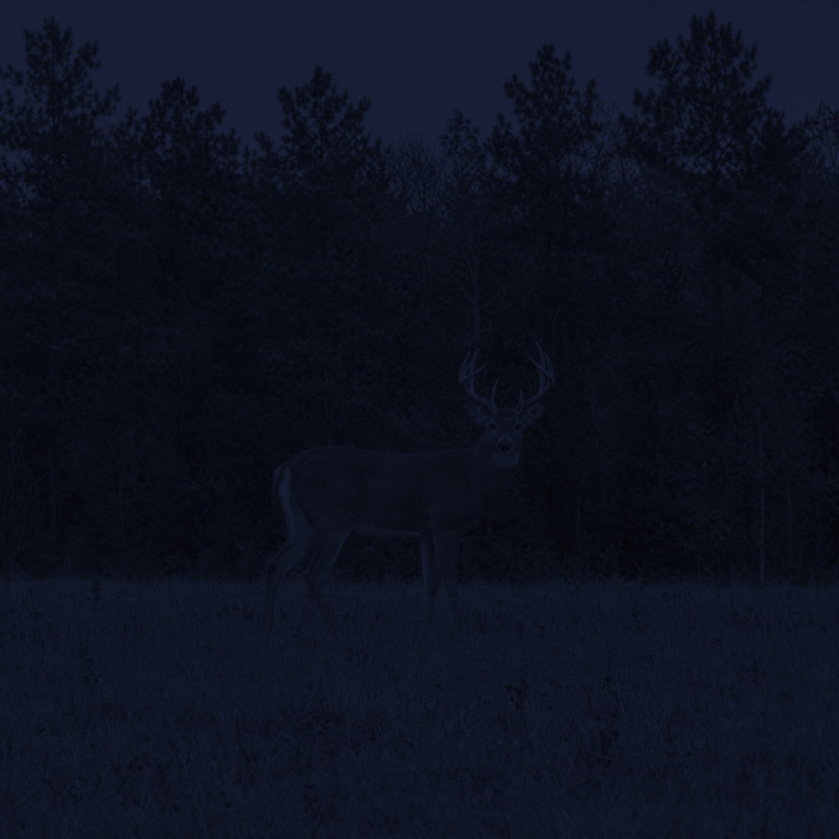 Field at night as seen with the naked eye, almost completely dark
